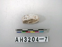 藏品(石英石料)的圖片
